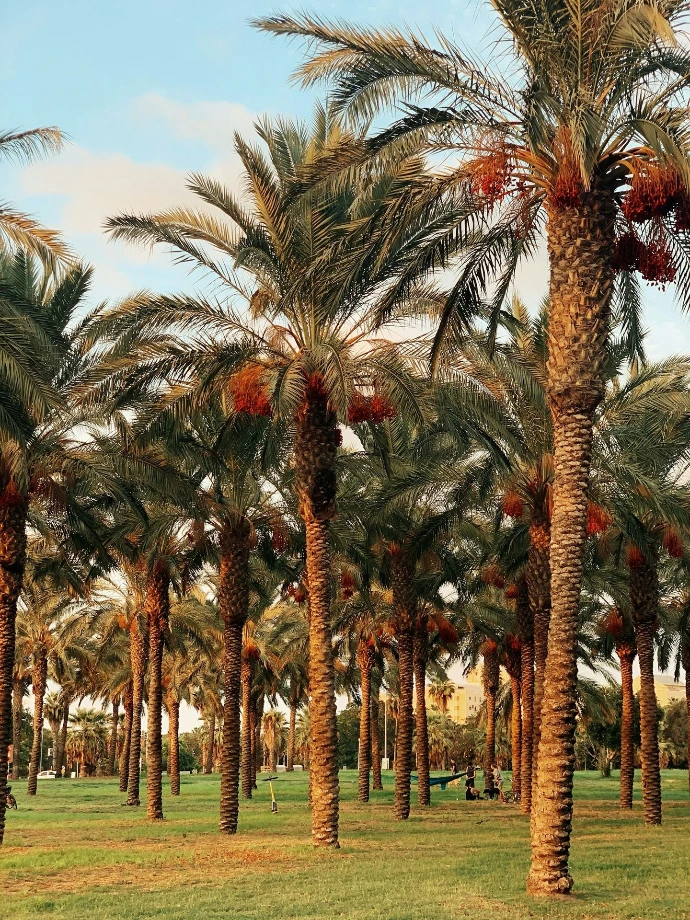 Date palms heavy with fruit